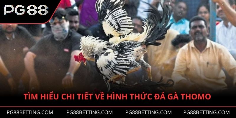 Tìm hiểu chi tiết thông tin về hình thức đá gà Thomo